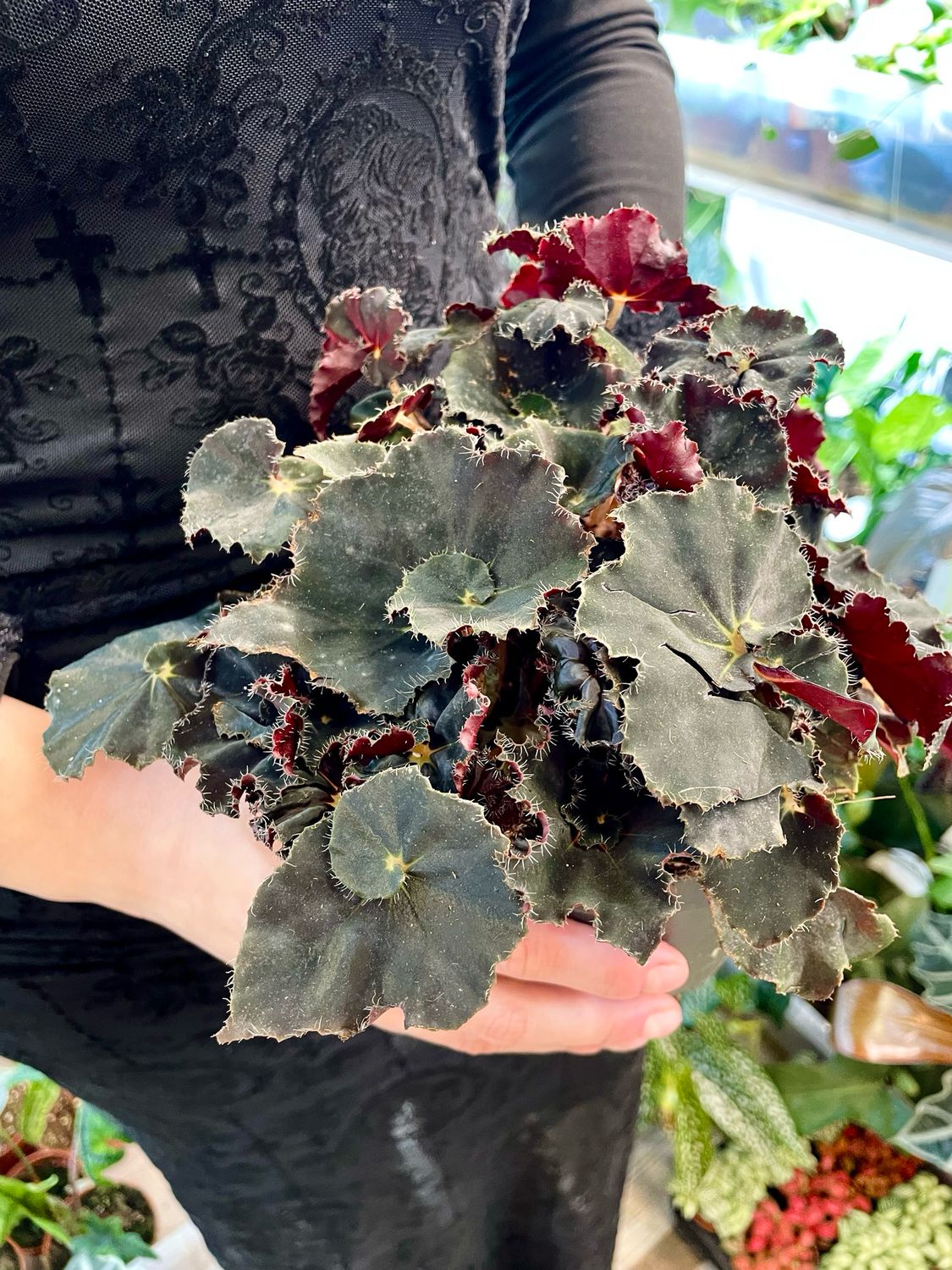 Begonia rex Dark Mambo 12cm pot