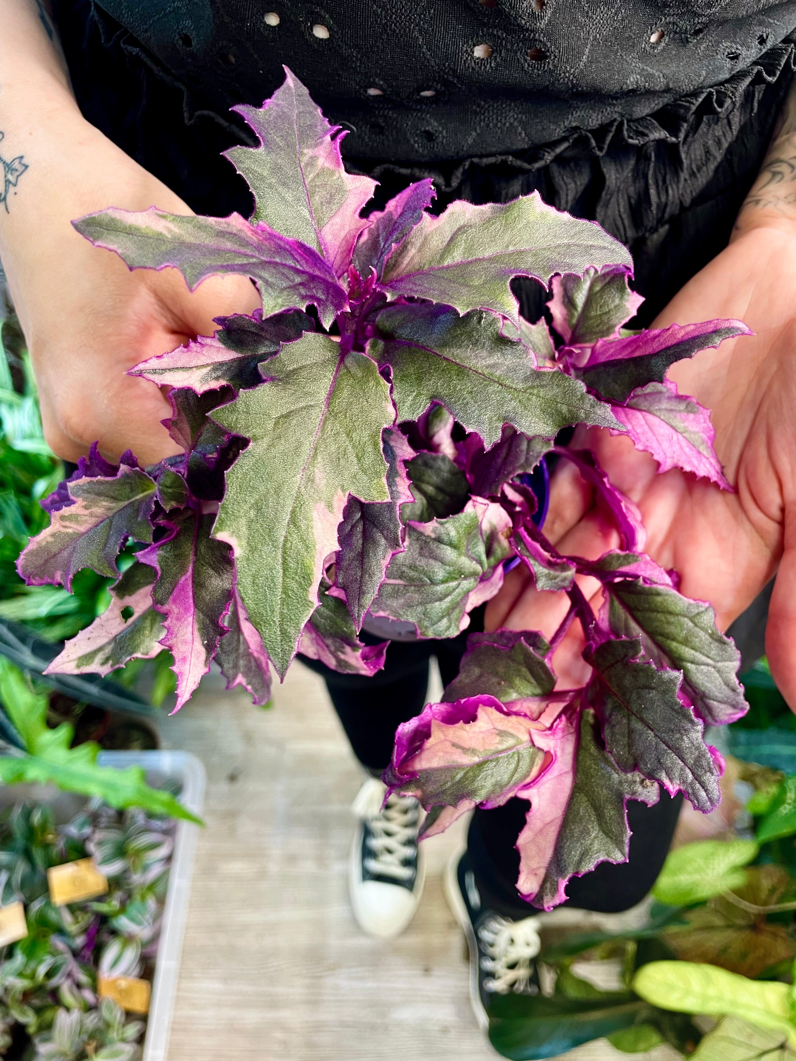 Gynura Purple Passion variegata fi7
