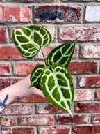 Anthurium Dorayaki fi7