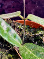 Hoya Hypolasia fi8