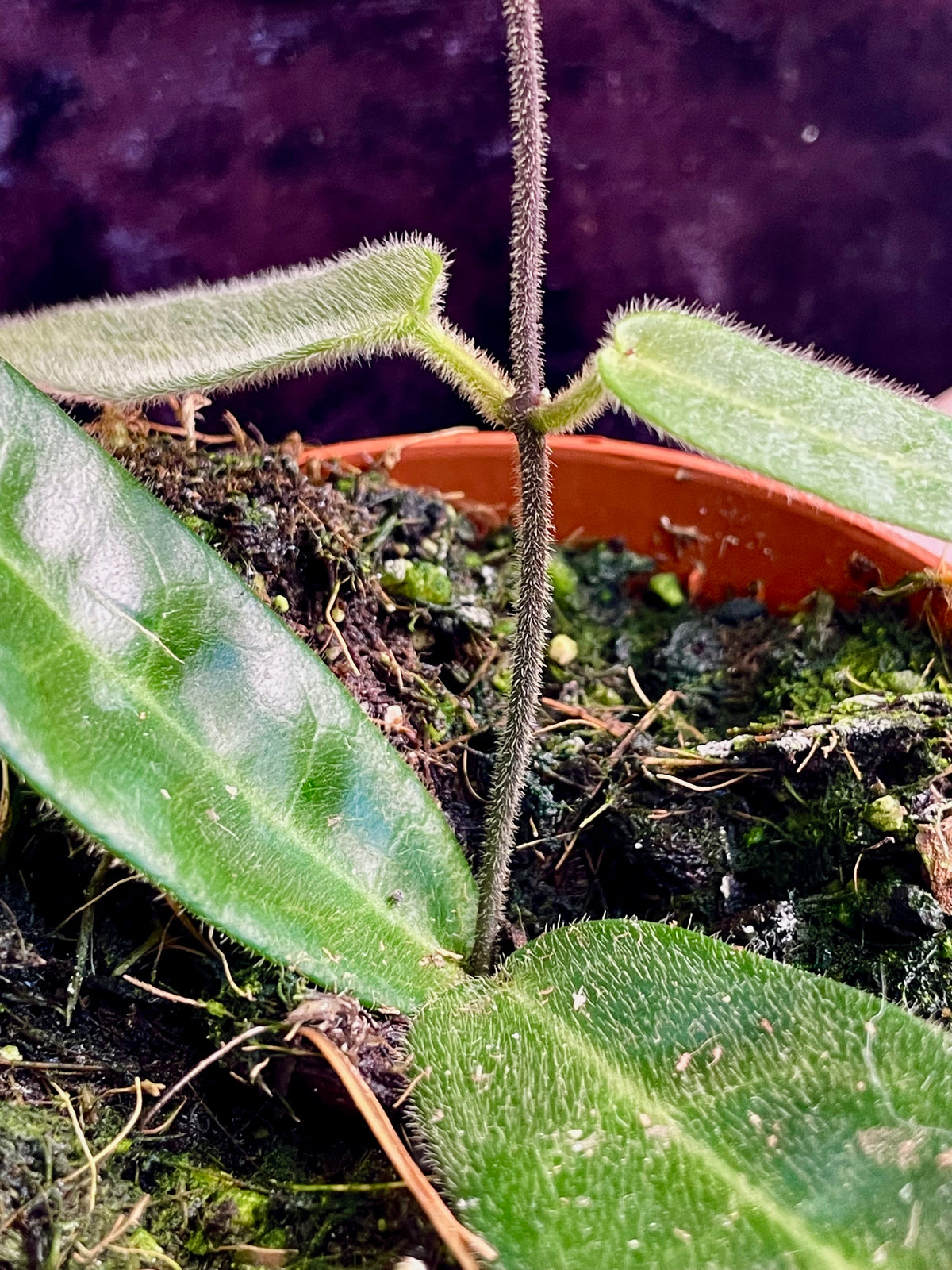 Hoya Hypolasia fi8