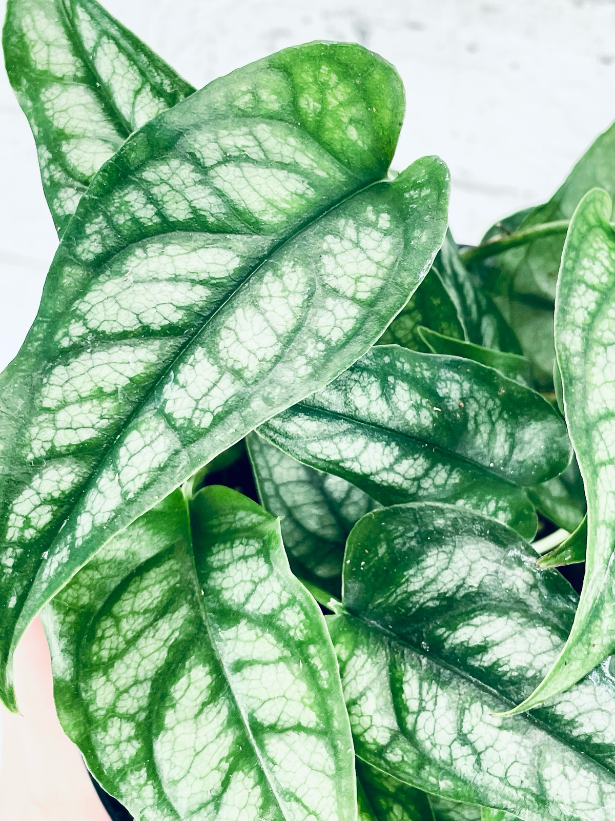 Monstera Siltepecana fi12