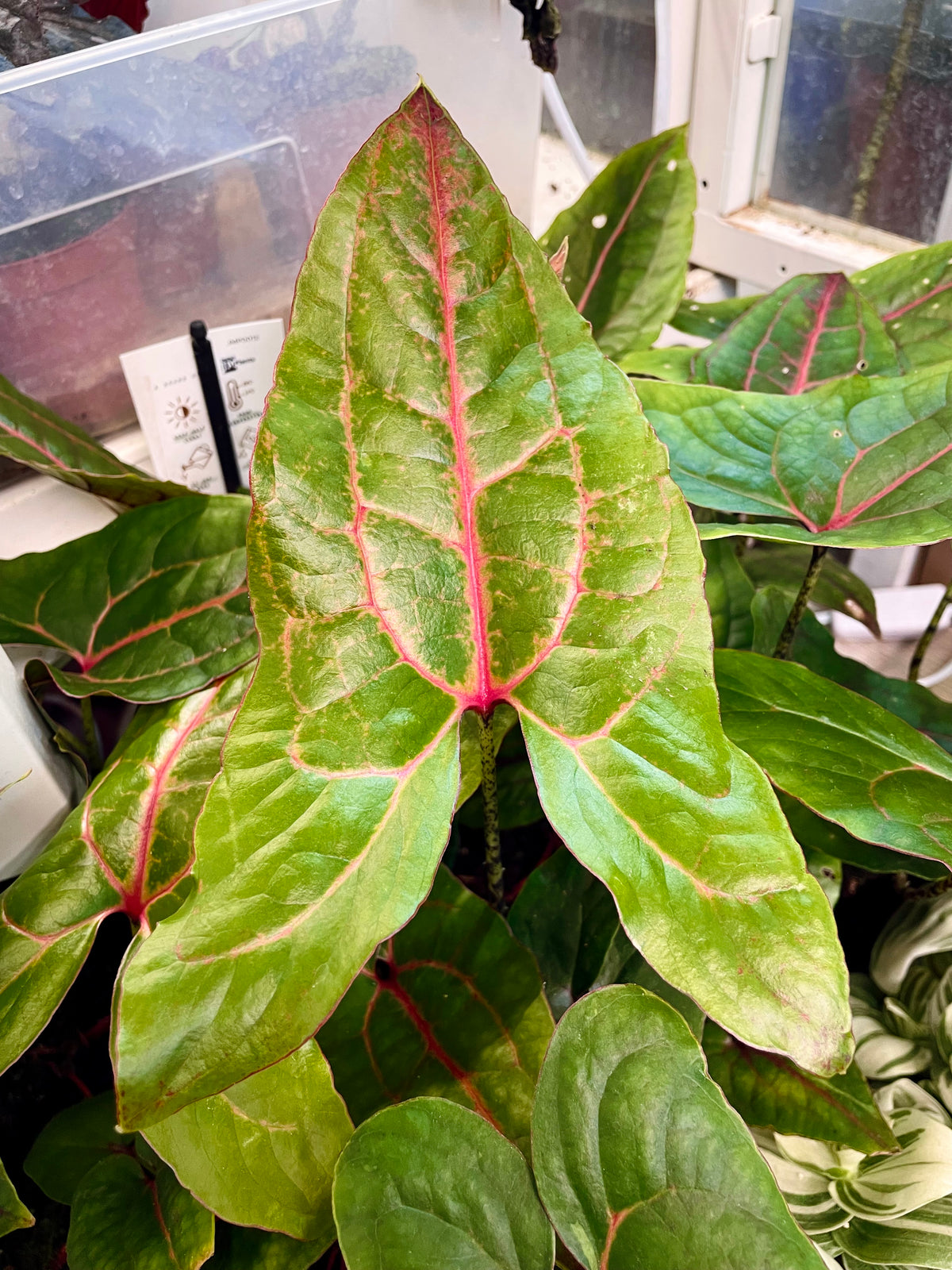 Cyrtosperma Johnstonii fi8