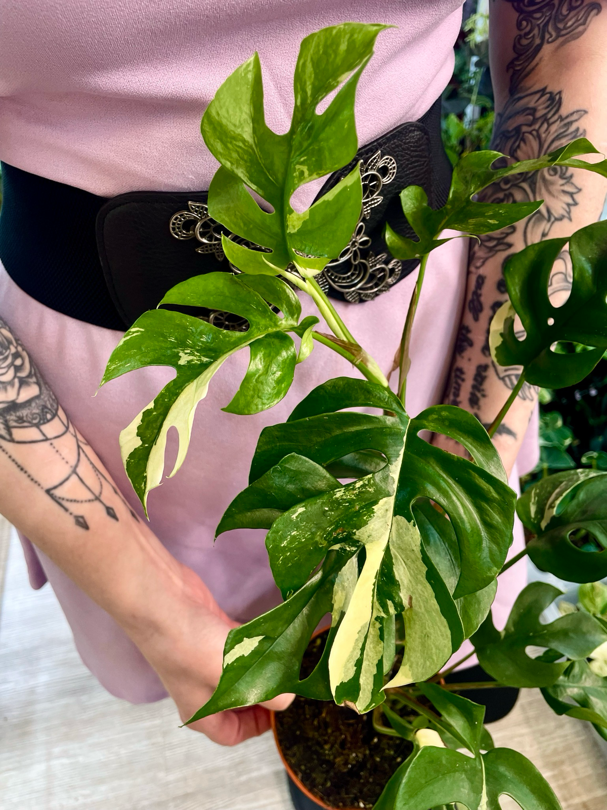 Rhaphidophora Tetrasperma variegata fi12