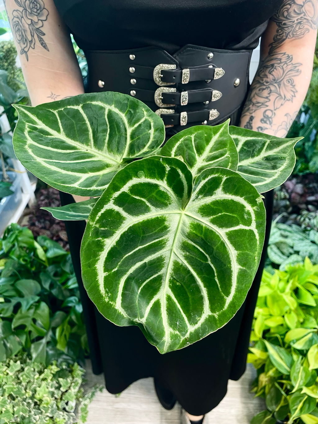 Anthurium Silver Blush fi12