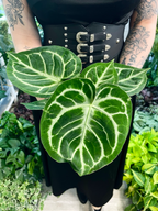 Anthurium Silver Blush fi12