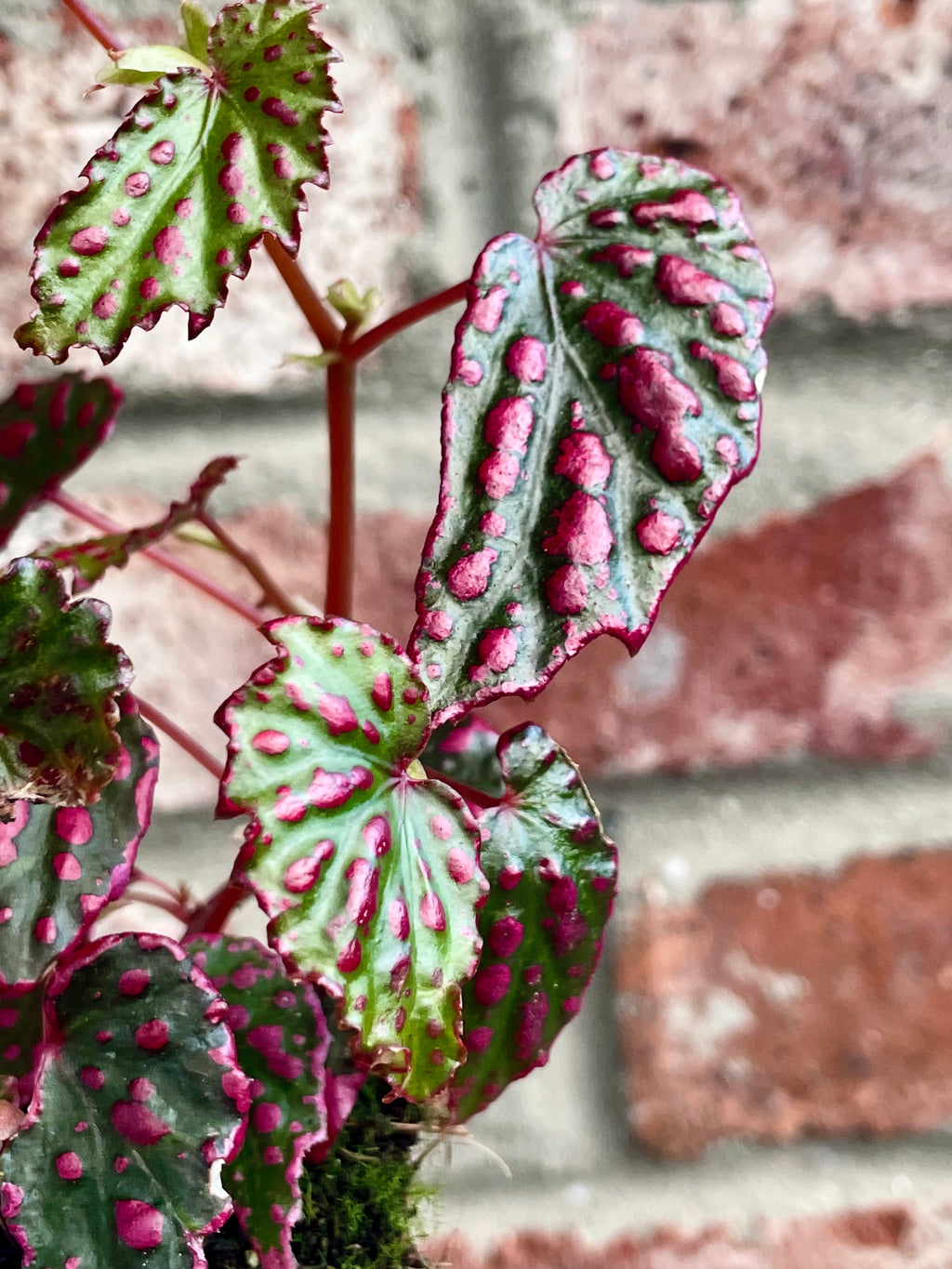 Begonia Pink Lady fi8