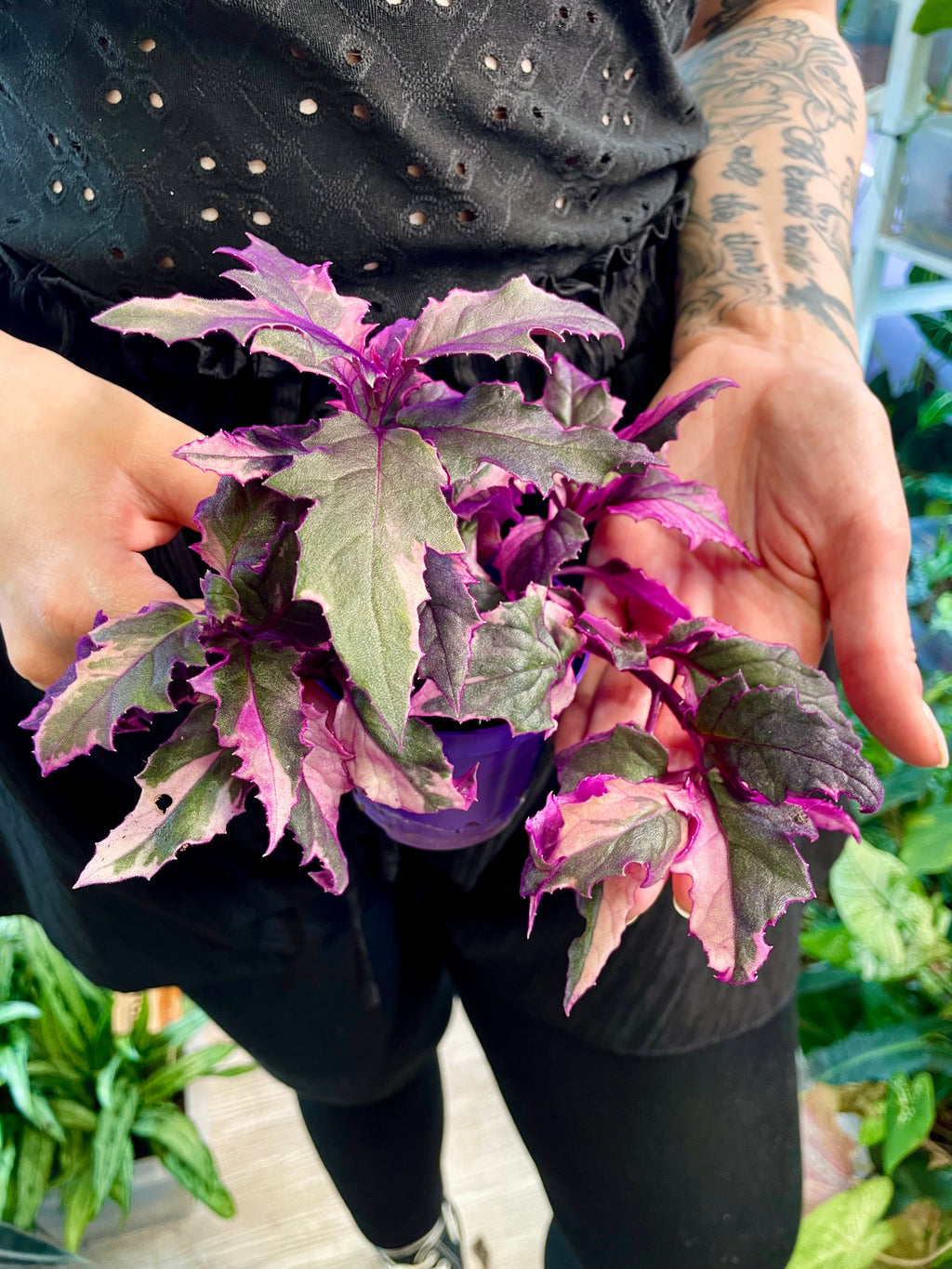 Gynura Purple Passion variegata fi7
