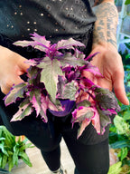 Gynura Purple Passion variegata fi7