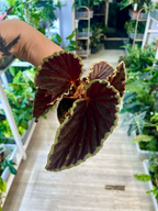 Begonia Darthvaderiana green spot fi8