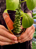 Euphorbia Ritchiei fi6