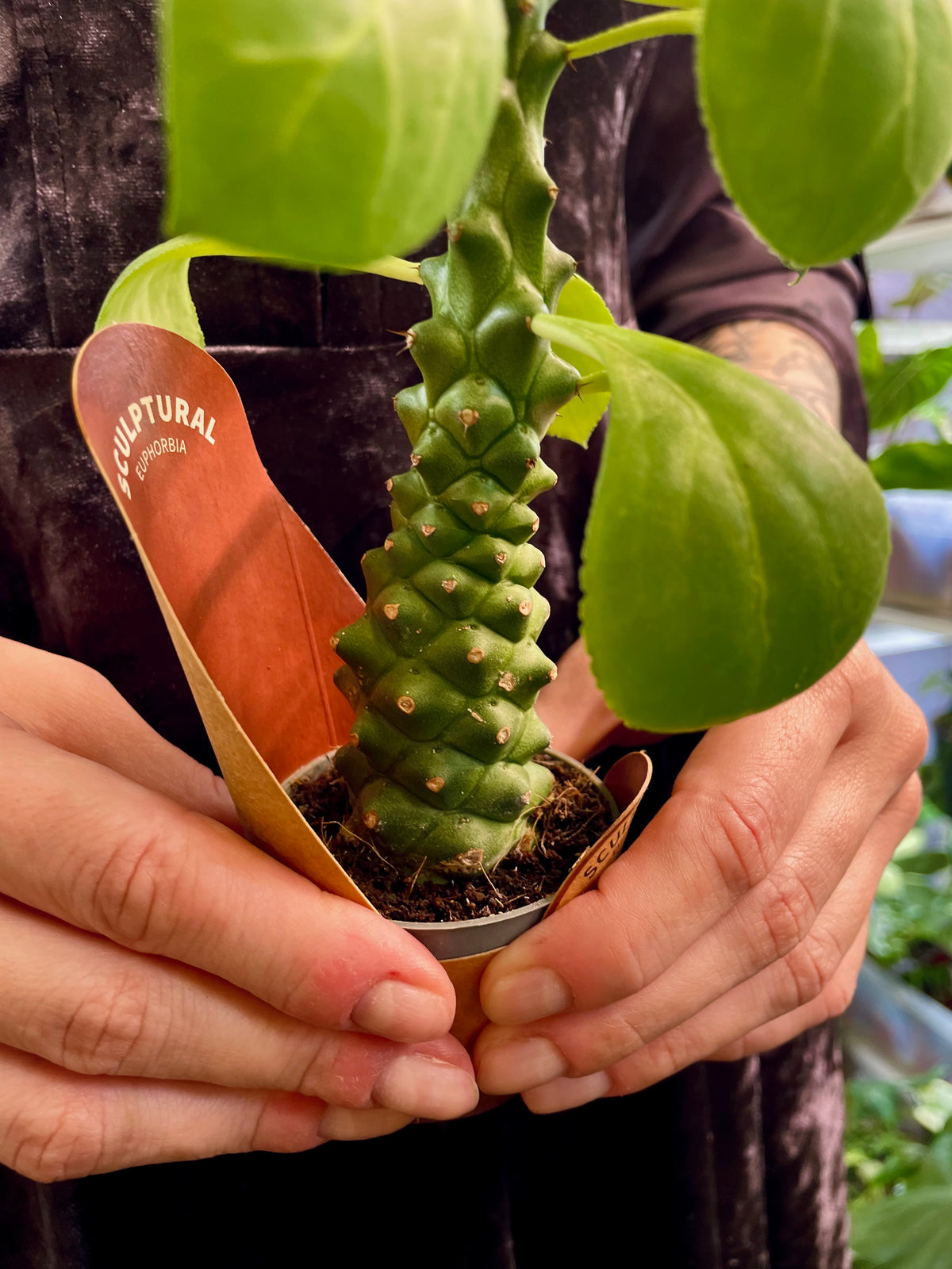 Euphorbia Ritchiei fi6