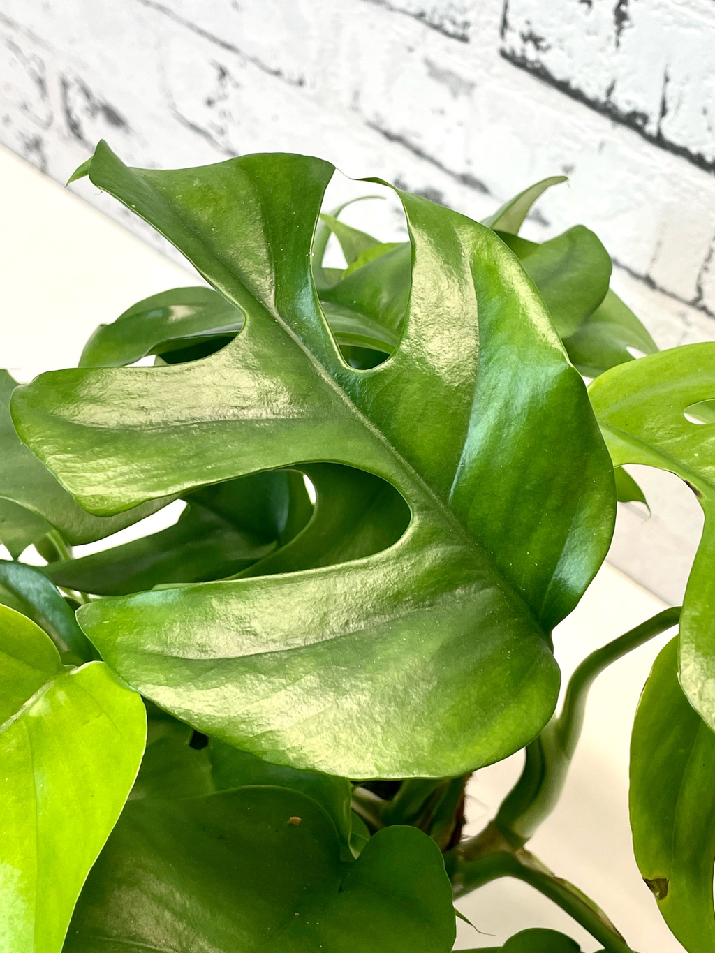 Rhaphidophora Tetrasperma 'Monstera Minima' fi12