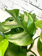 Rhaphidophora Tetrasperma 'Monstera Minima' fi12