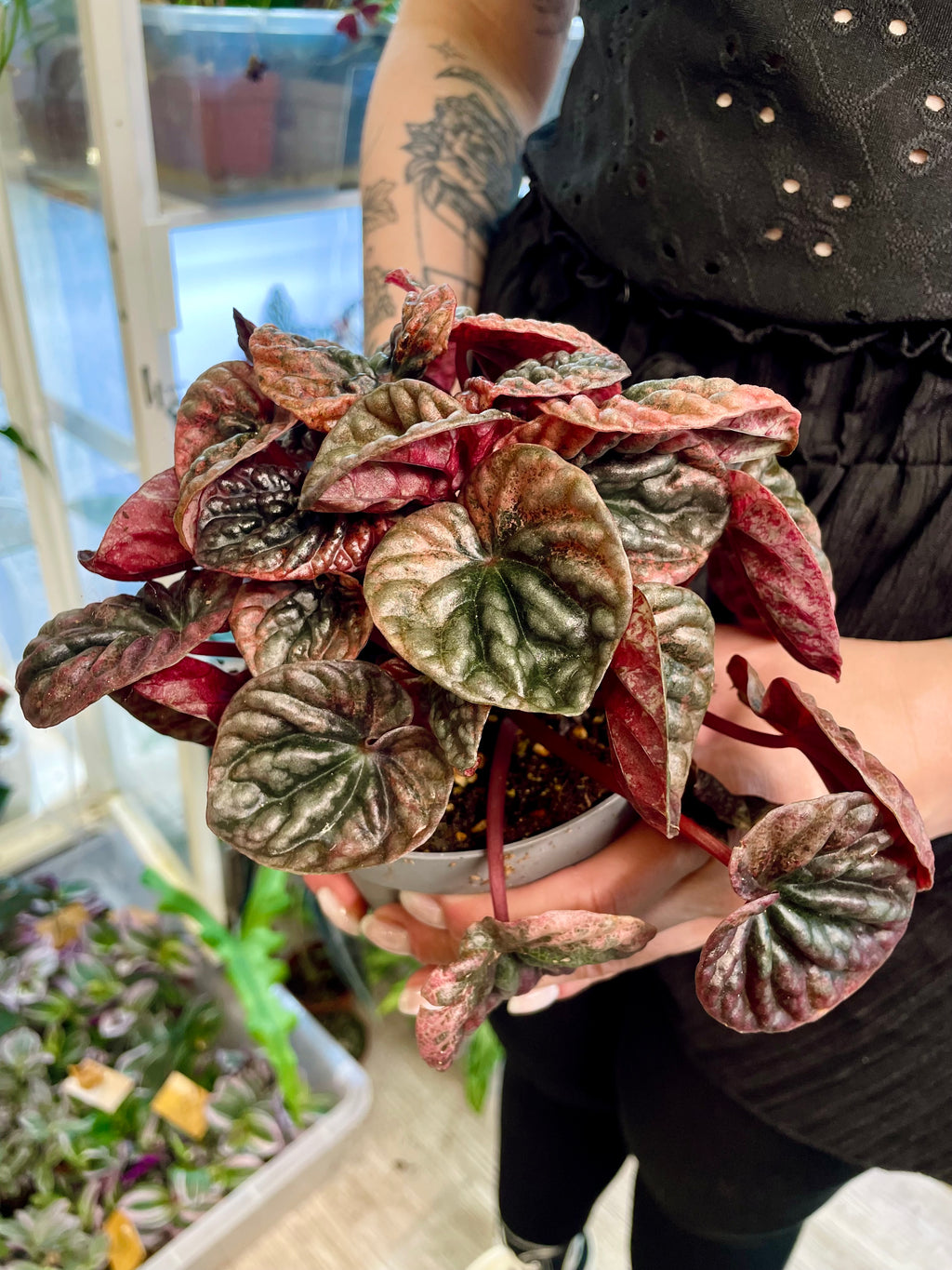Peperomia Apricot