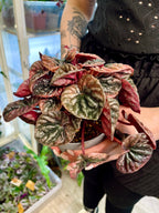 Peperomia Apricot