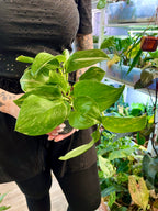 Scindapsus Rubicon fi12