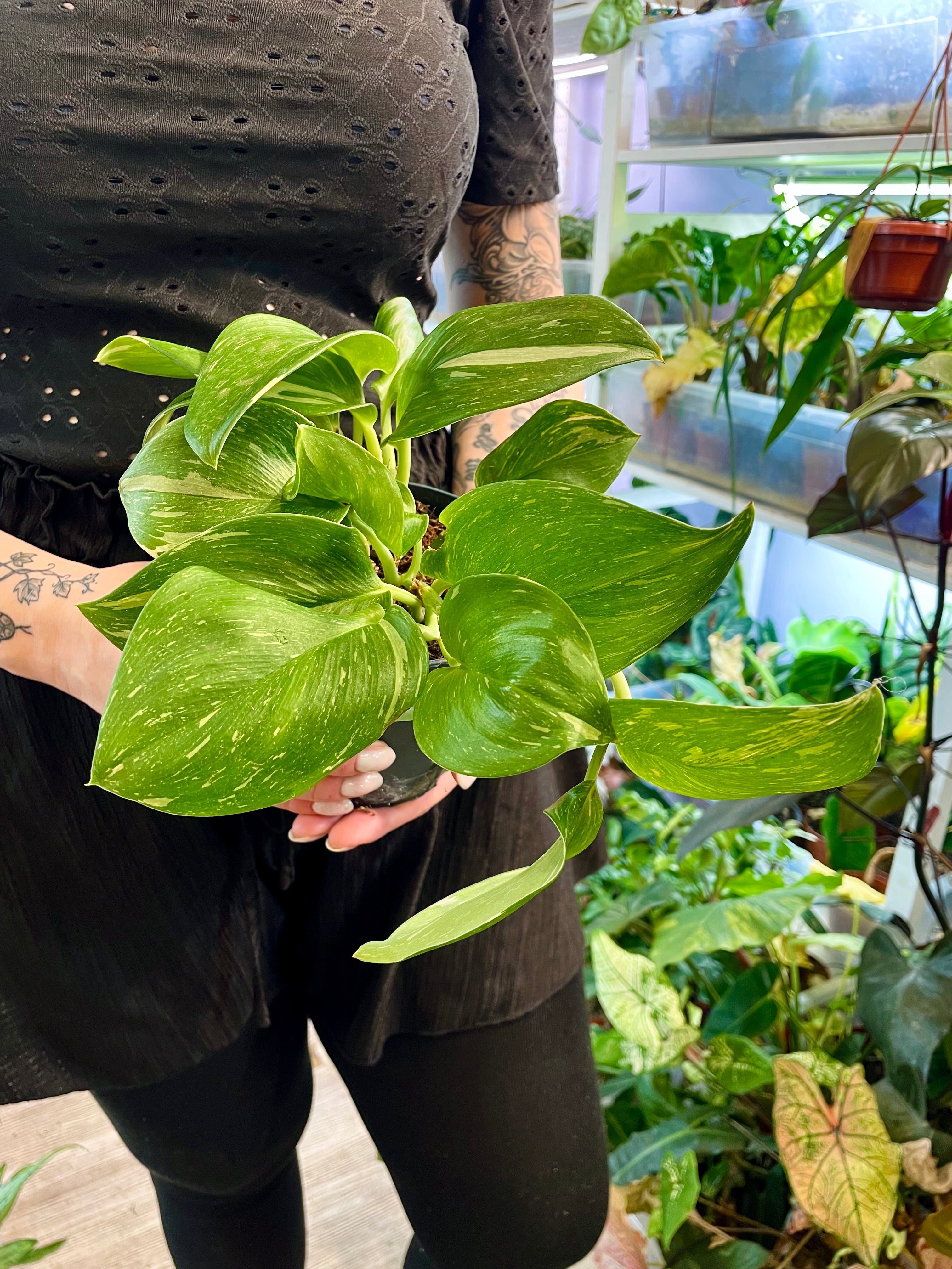 Scindapsus Rubicon fi12