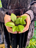 Hoya Fitchii fi9