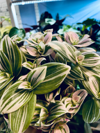 Tradescantia Brightness fi12