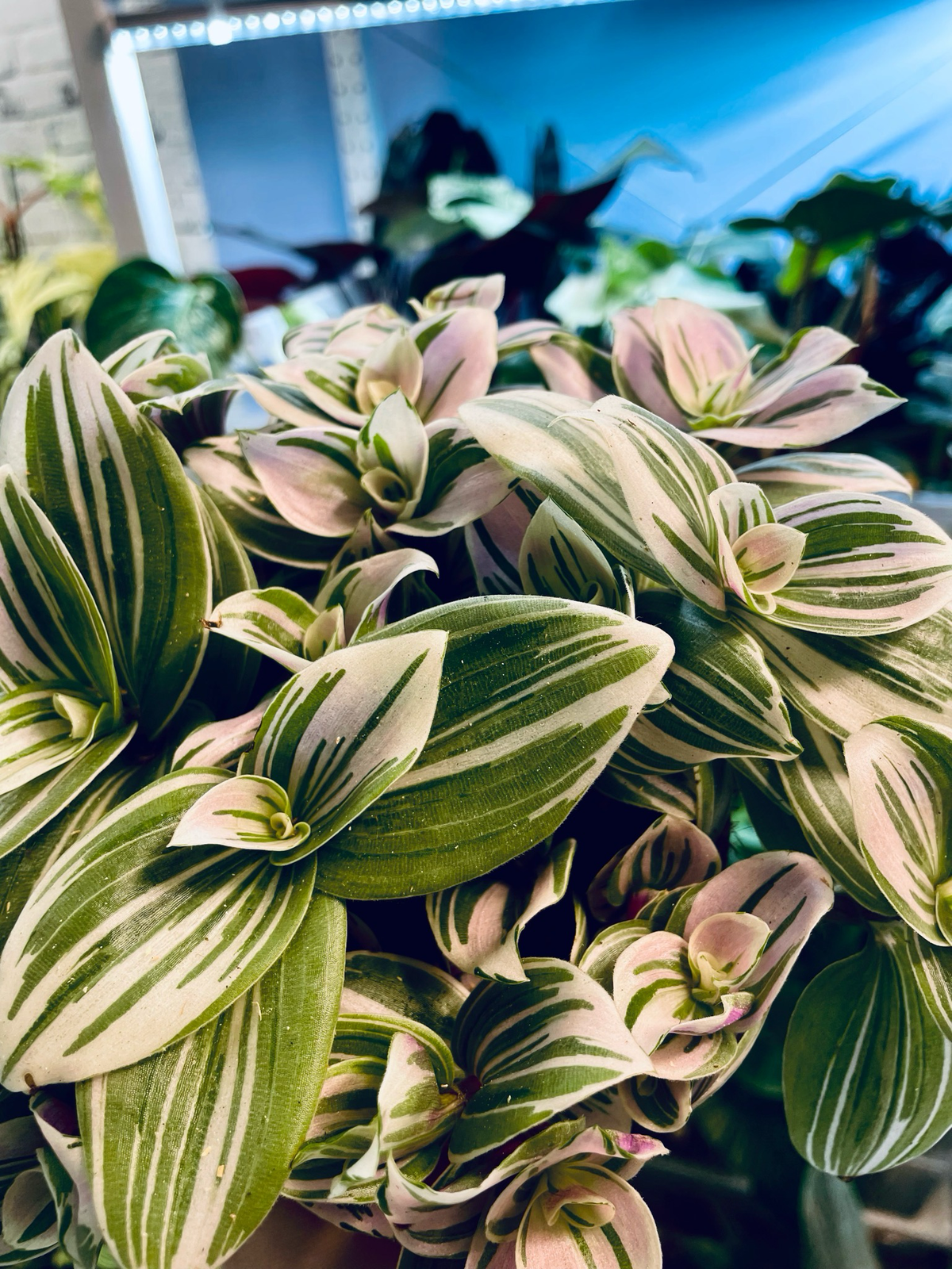 Tradescantia Brightness fi12