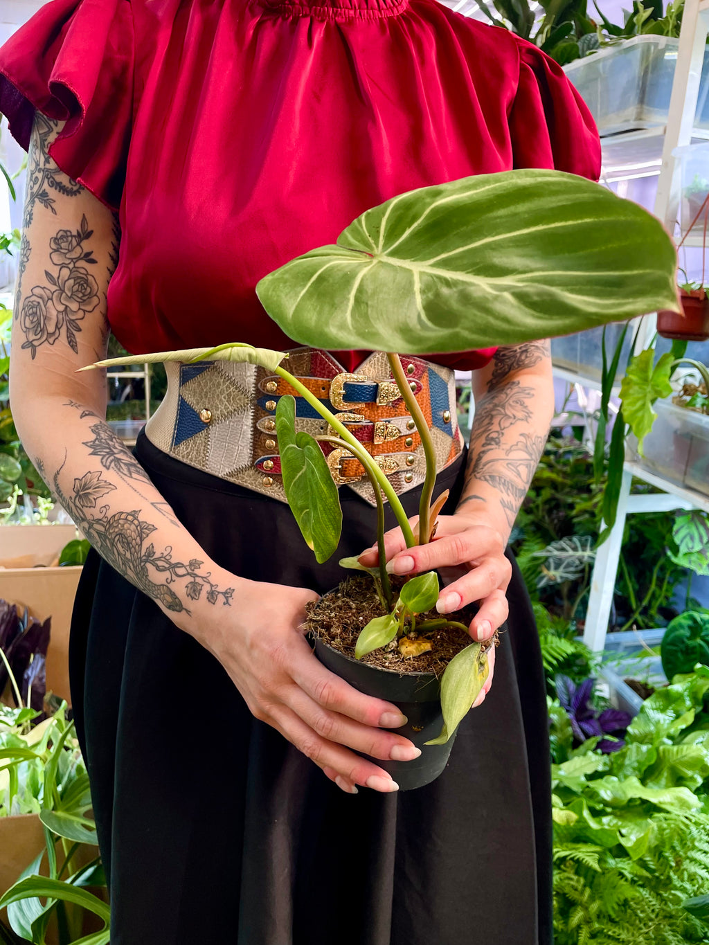 Philodendron Gloriousum Zebra fi12