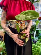 Philodendron Gloriousum Zebra fi12