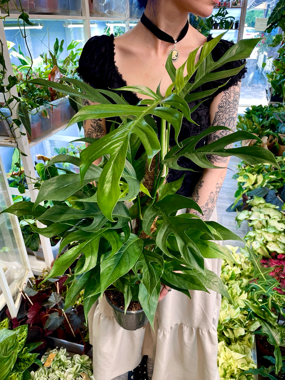 Epipremnum pinnatum Baltic blue kokos pole fi17