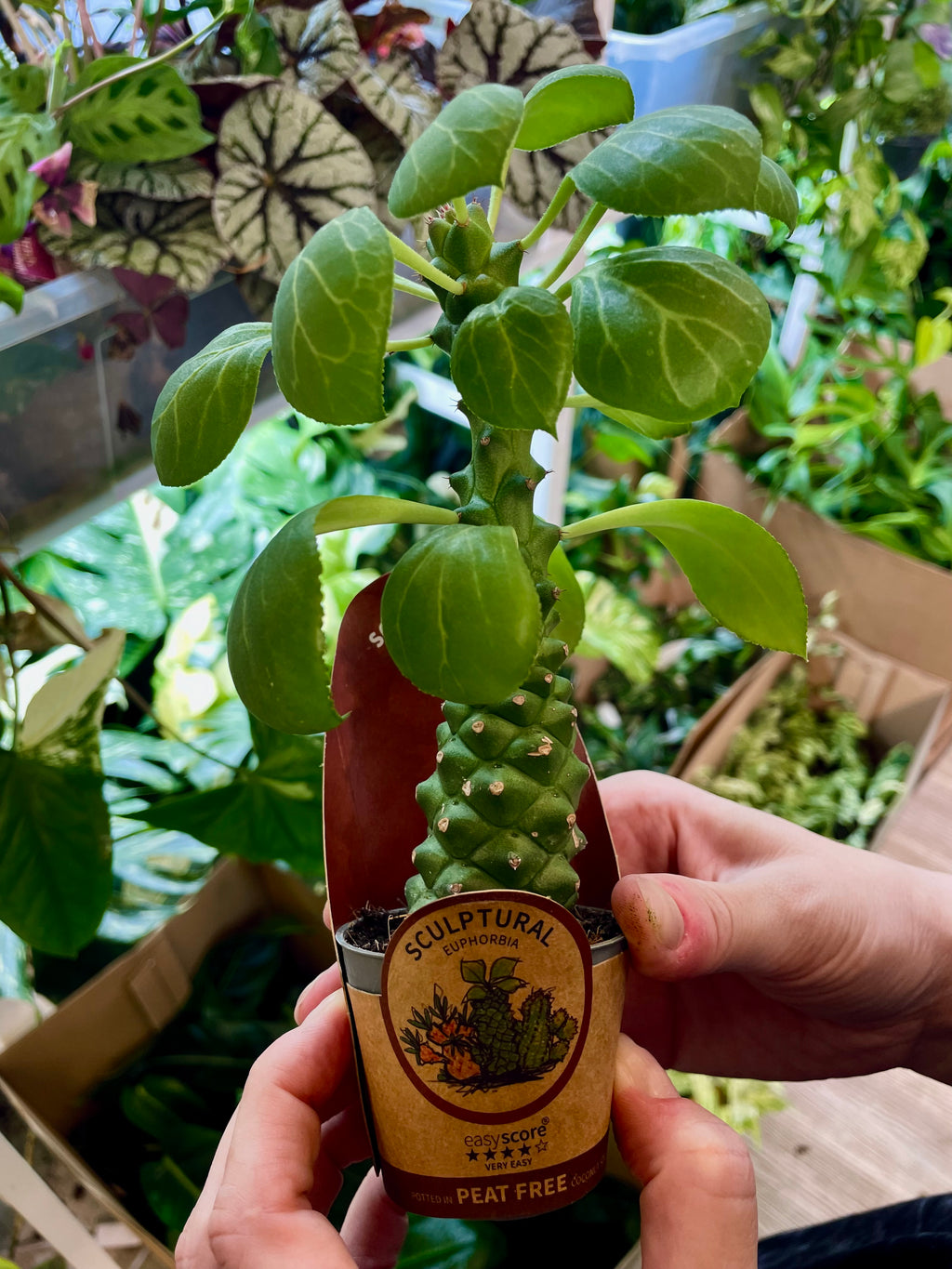 Euphorbia Ritchiei fi6