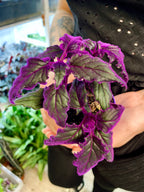 Gynura Purple Passion fi7