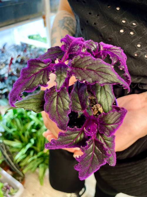 Gynura Purple Passion fi7