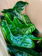 Philodendron Patriciae fi14