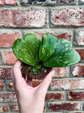 Hoya Kerrii Splash fi8