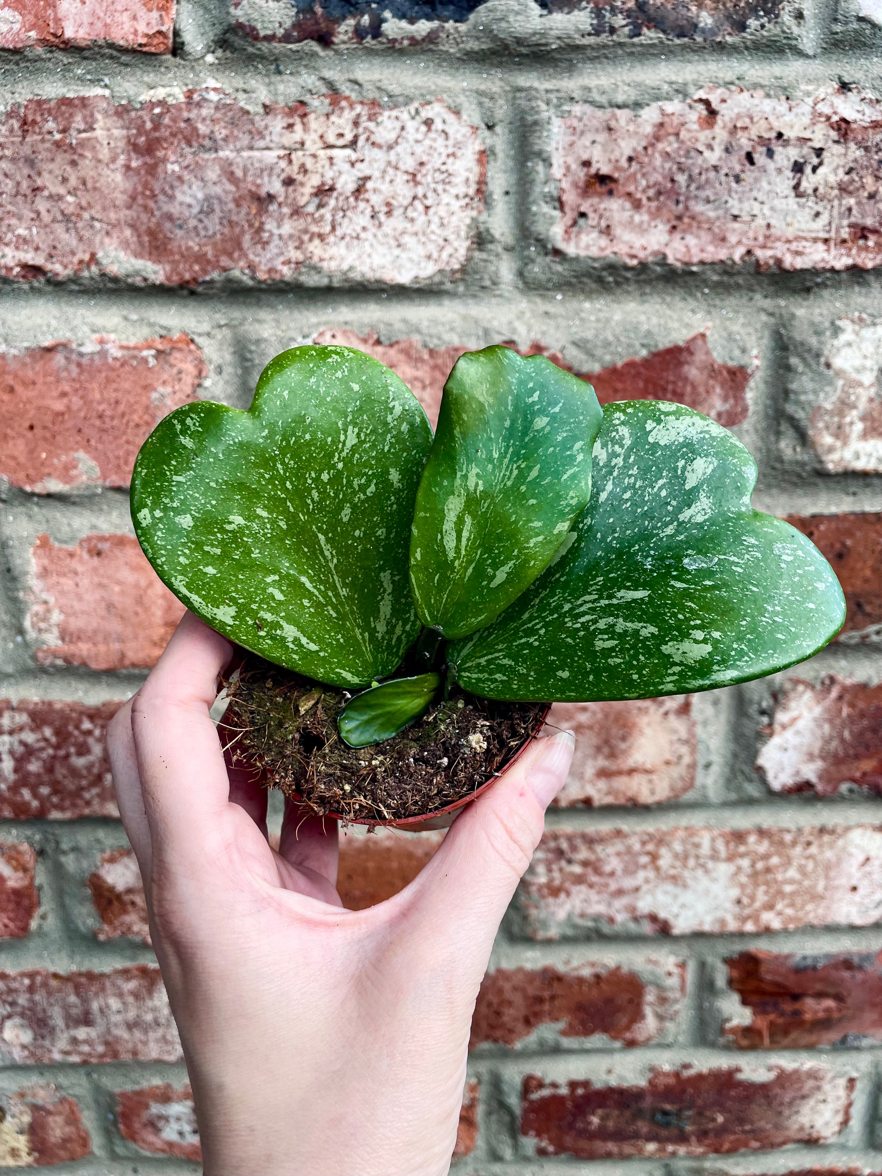 Hoya Kerrii Splash fi8