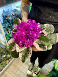Saintpaulia variegata (variegirana ljubičica) fi12