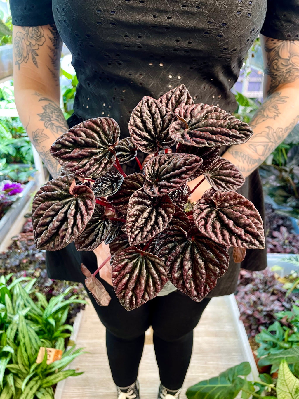 Peperomia Red Luna fi12