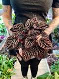 Peperomia Red Luna fi12