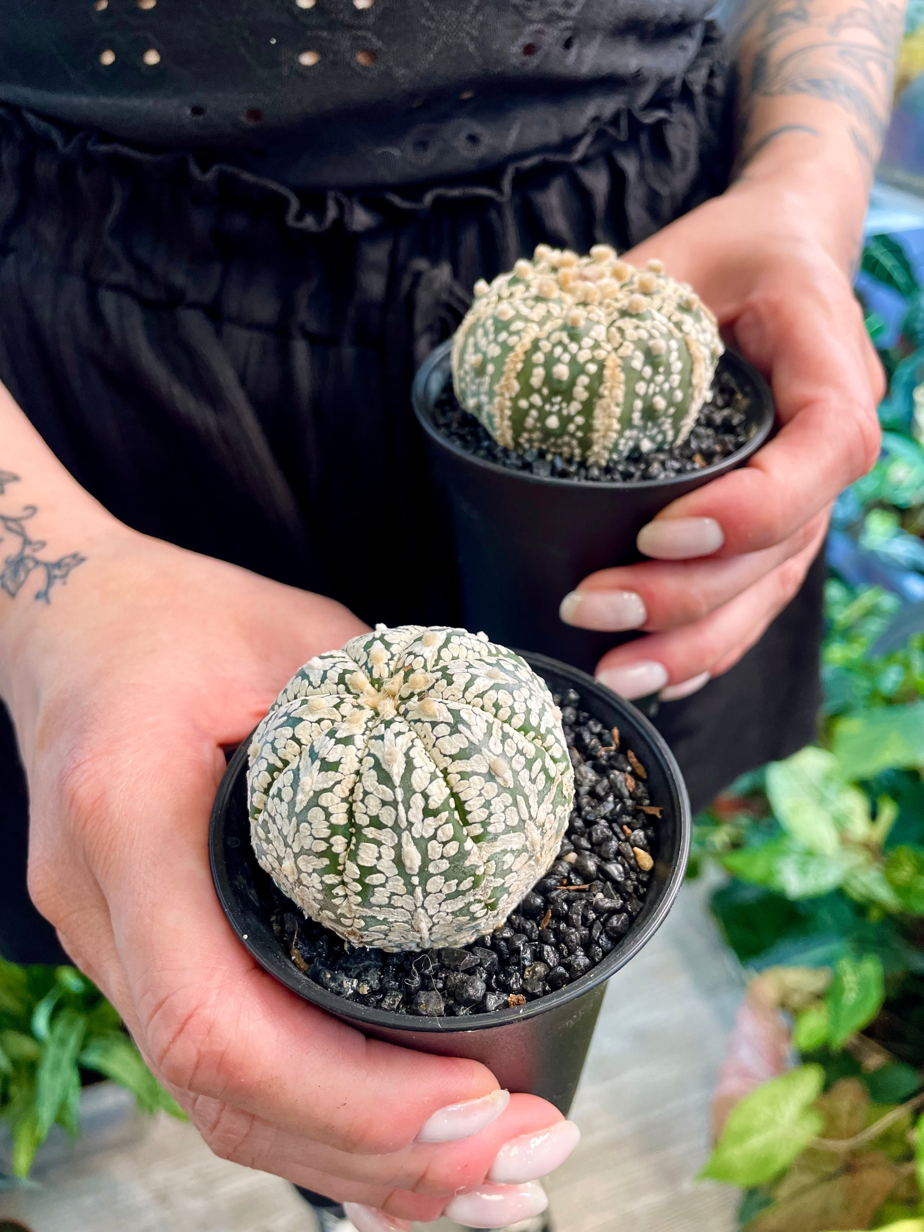 Astrophytum Asterias
Super Kabuto fii7,5