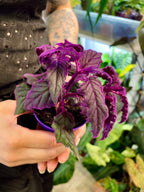 Gynura Purple Passion fi7