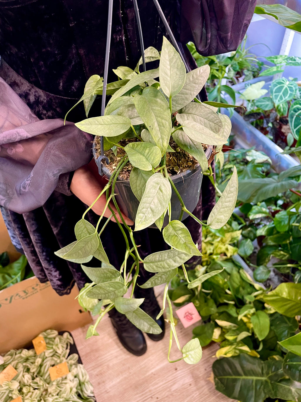 Epipremnum Pinnatum Cebu Blue fi15 visilica