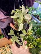 Epipremnum Pinnatum Cebu Blue fi15 visilica