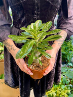 Pachypodium Saundersii  (Kudu Lily) fi12