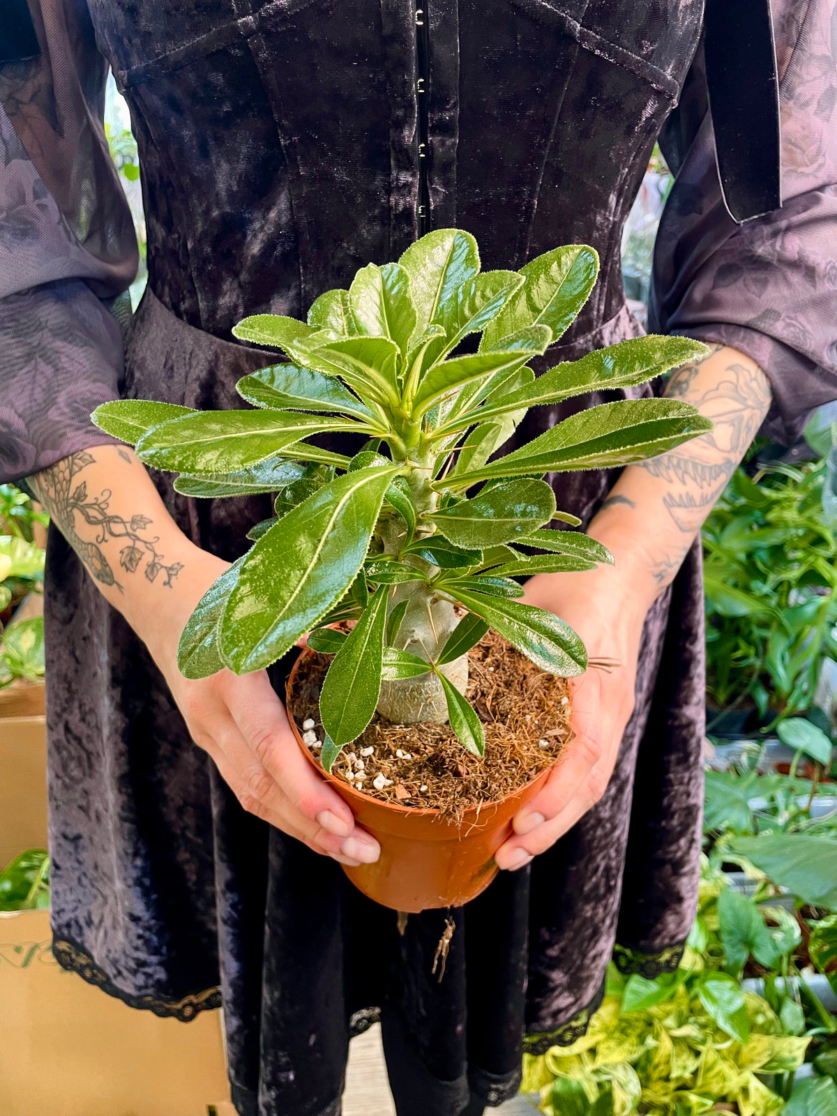 Pachypodium Saundersii  (Kudu Lily) fi12