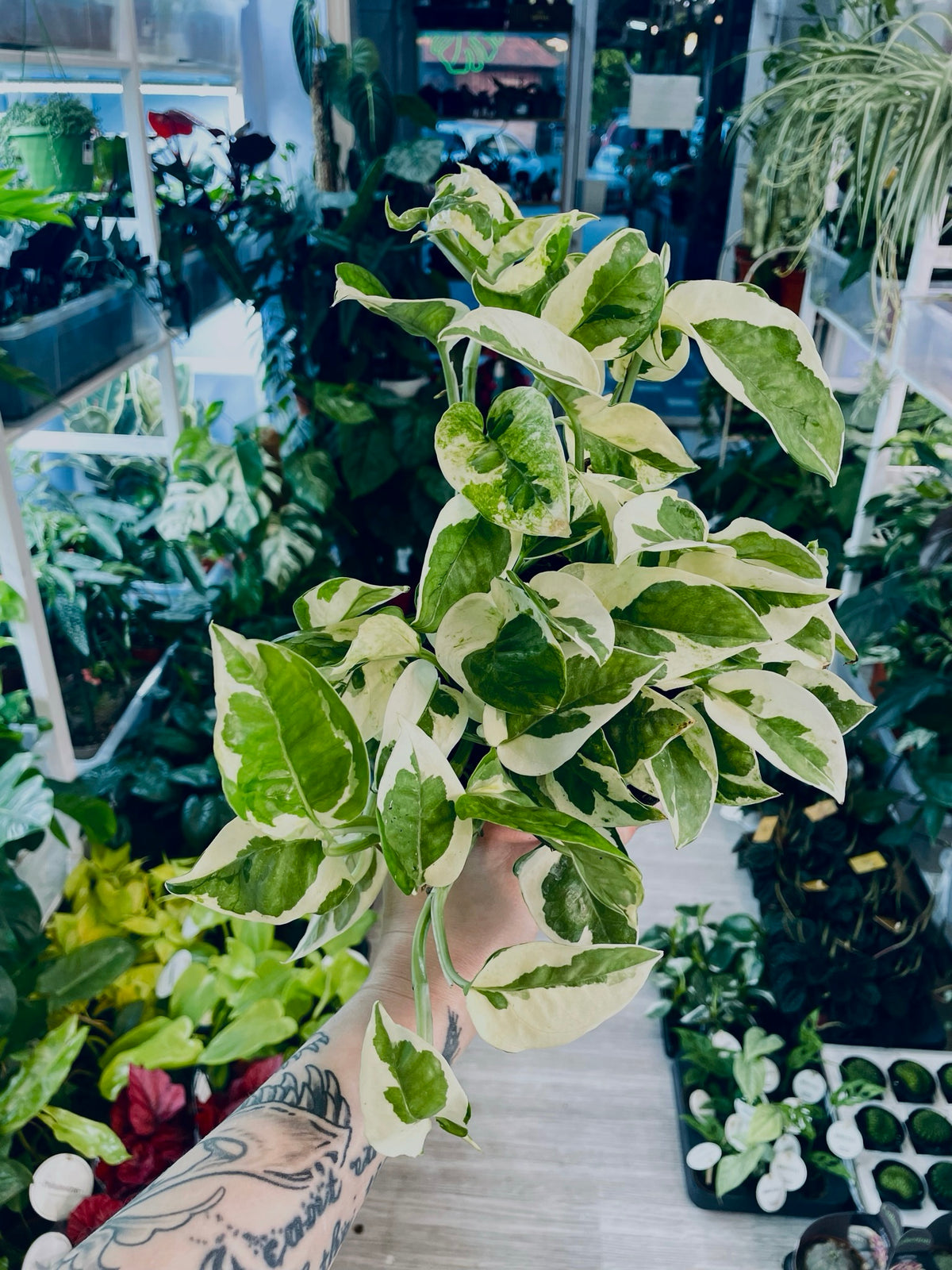 Epipremnum Aureum 'Njoy' fi12