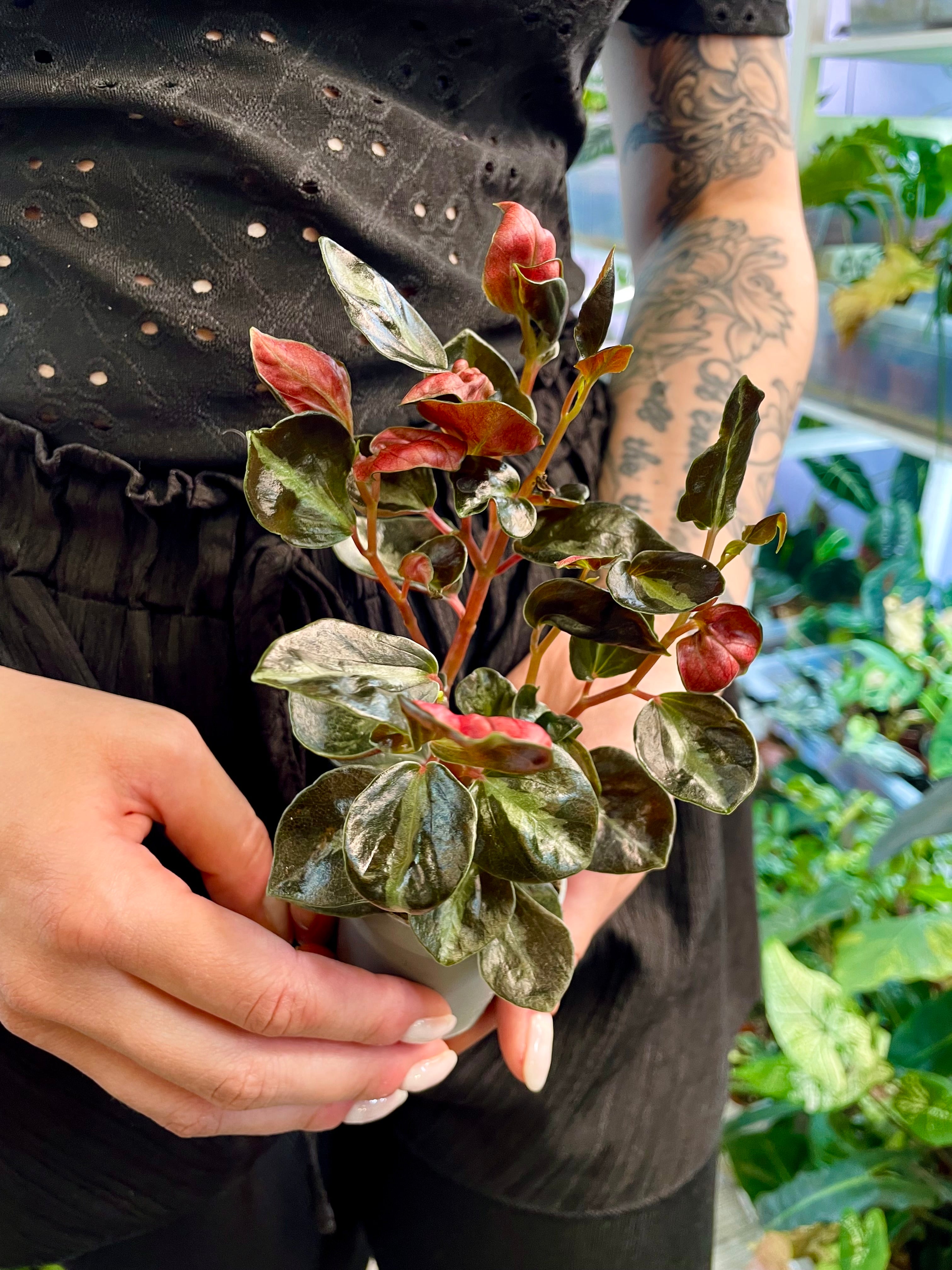 Peperomia Columbiana fi6
