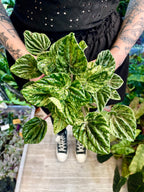 Peperomia Buenos Aires