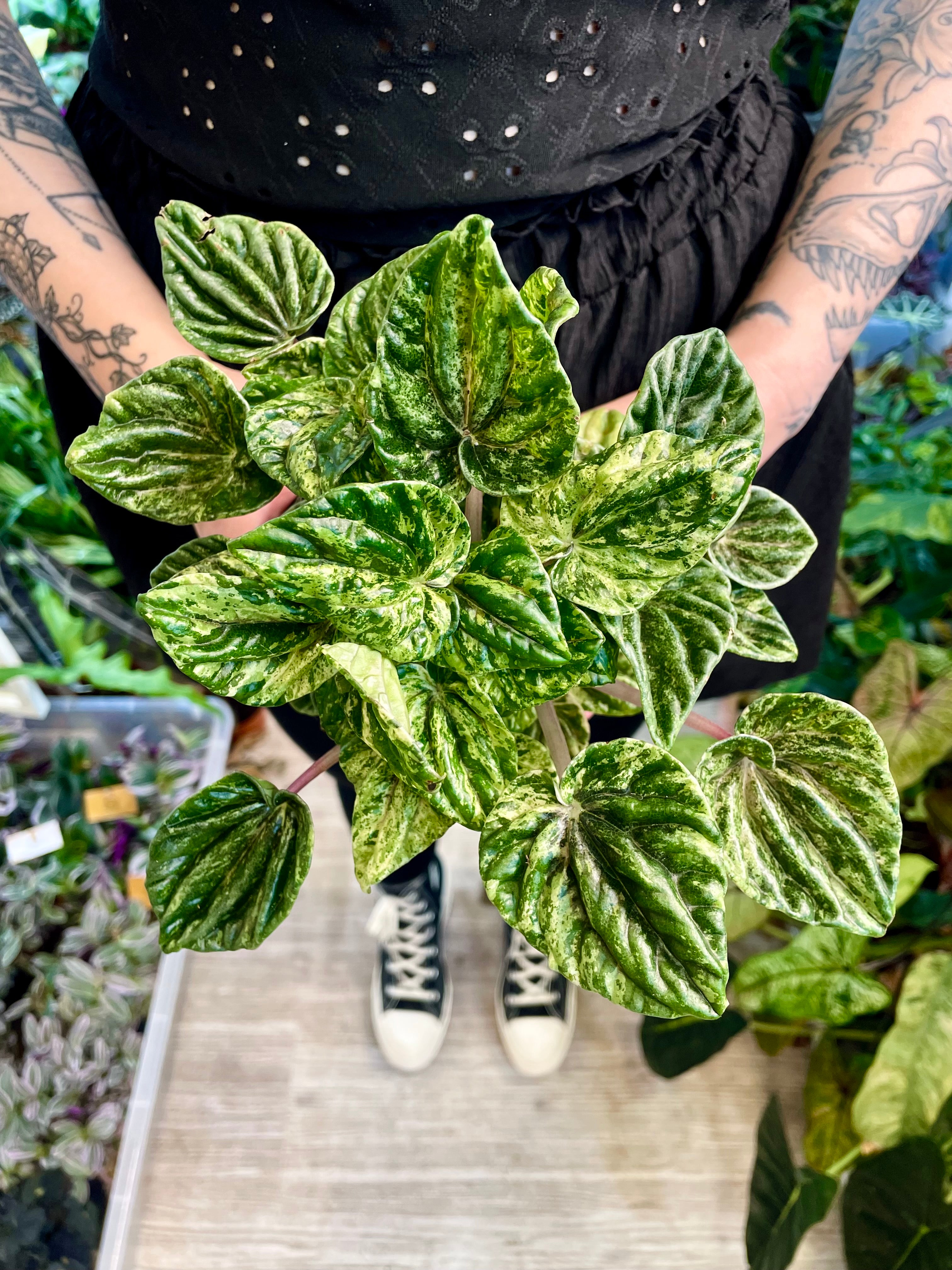 Peperomia Buenos Aires
