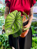 Alocasia Dragon Scale Variegata B grade
