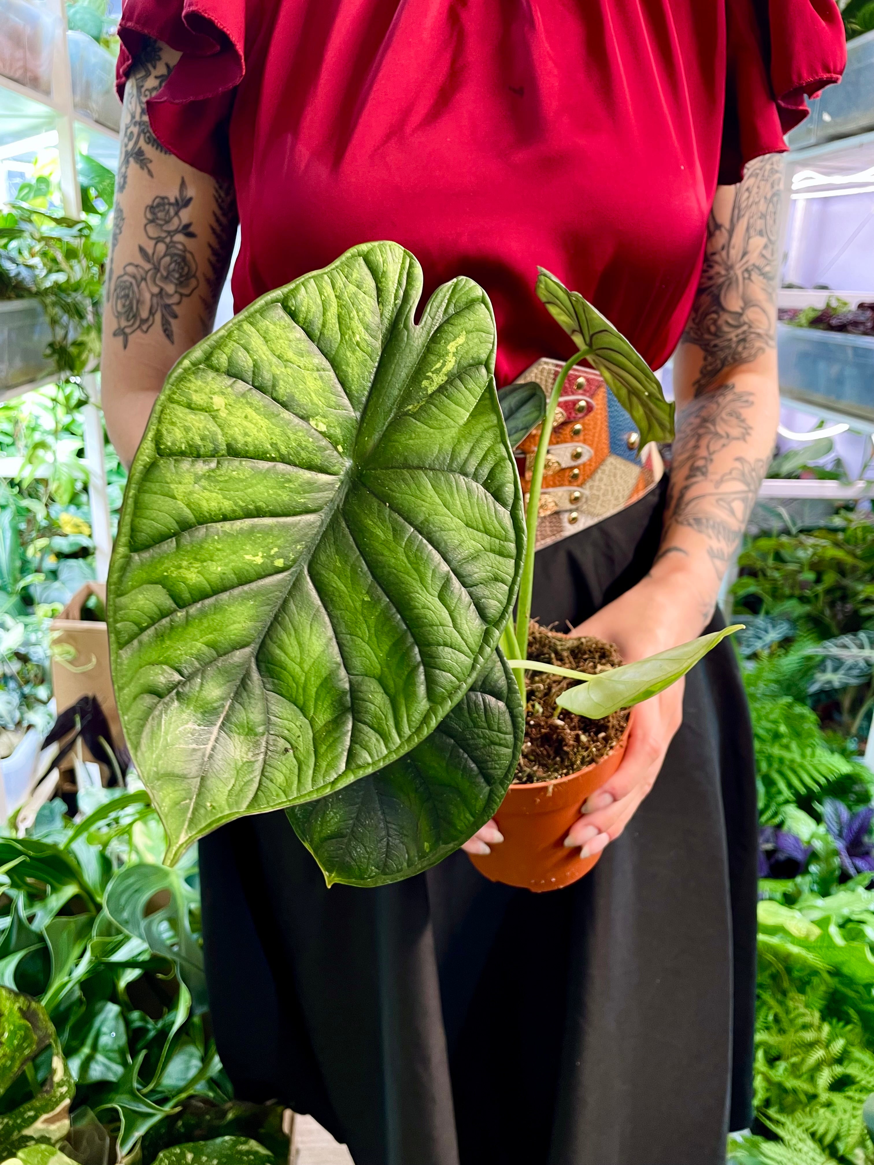 Alocasia Dragon Scale Variegata B grade