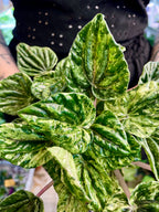 Peperomia Buenos Aires